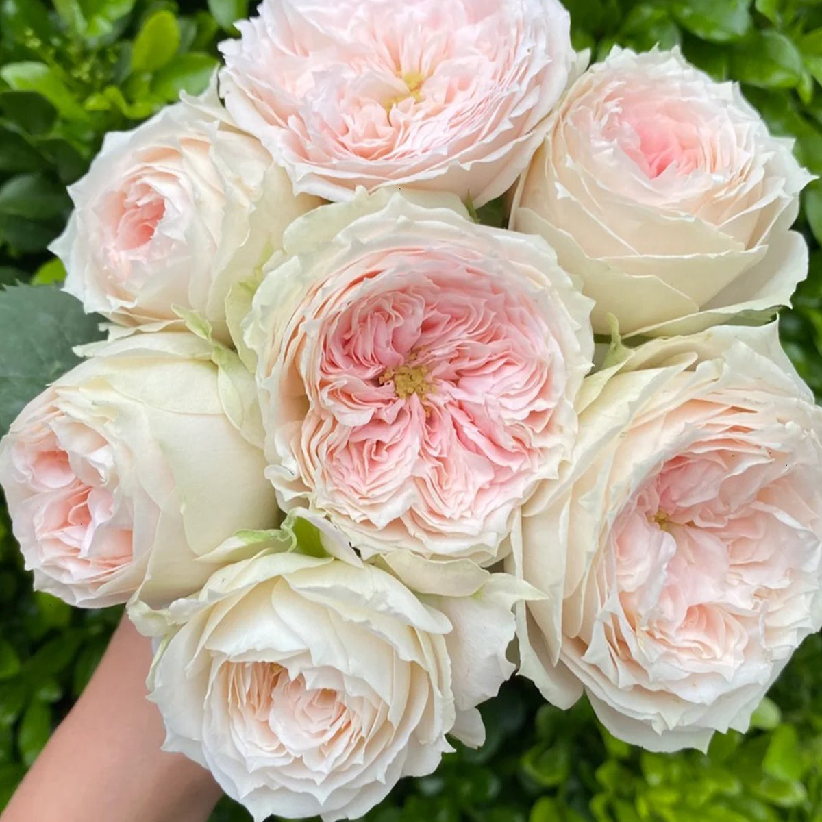 Pompon Veranda German Florist Shrub Rose