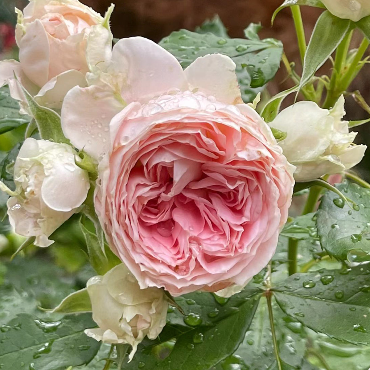 Pompon Veranda German Florist Shrub Rose