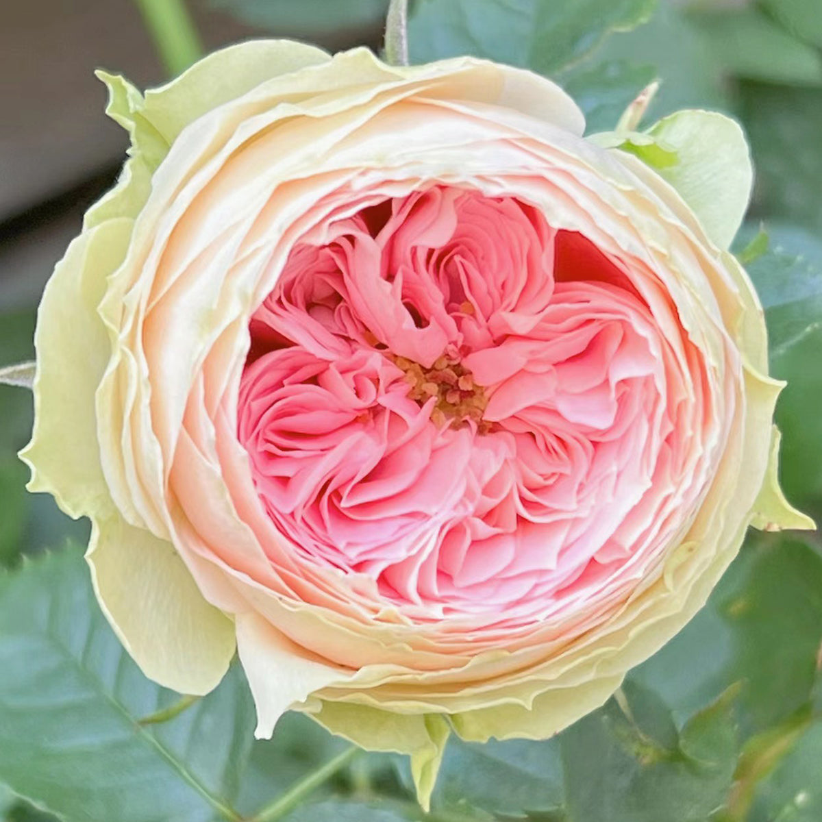Pompon Veranda German Florist Shrub Rose
