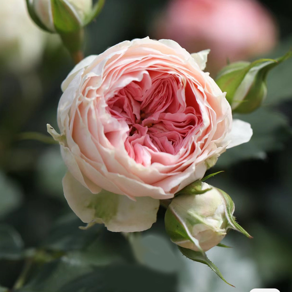 Pompon Veranda German Florist Shrub Rose