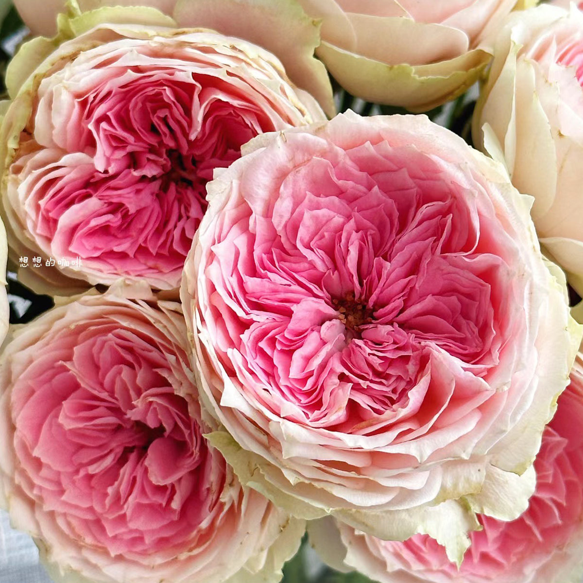 Pompon Veranda German Florist Shrub Rose