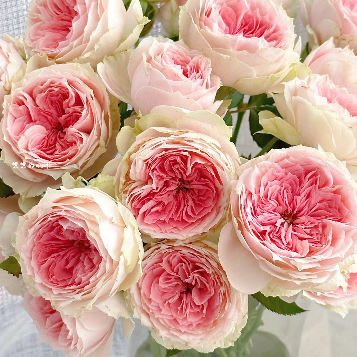 Pompon Veranda German Florist Shrub Rose
