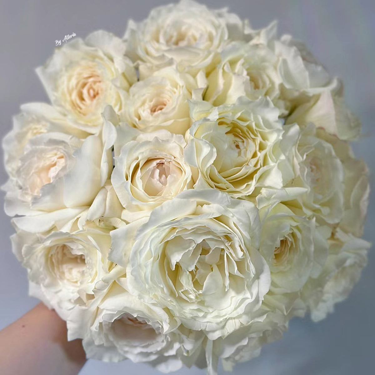 Japanese Garden Shrub Rose Inspired by Princess Miyuki