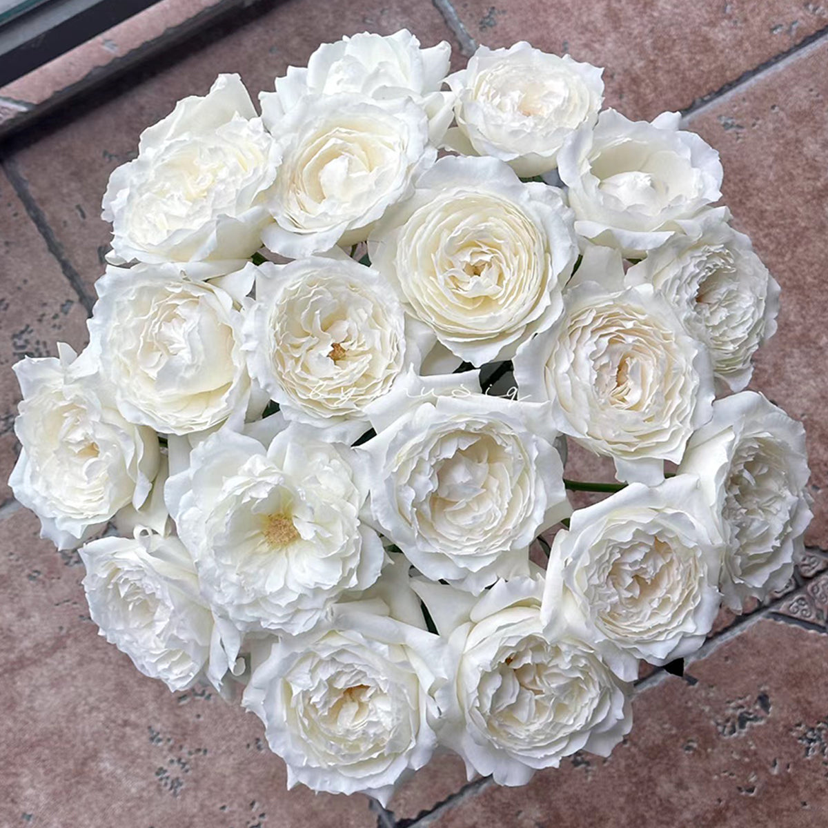 Japanese Garden Shrub Rose Inspired by Princess Miyuki