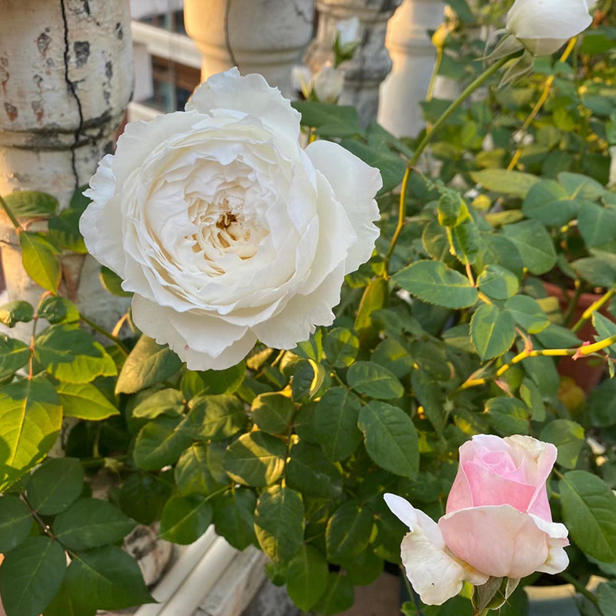 Japanese Garden Shrub Rose Inspired by Princess Miyuki
