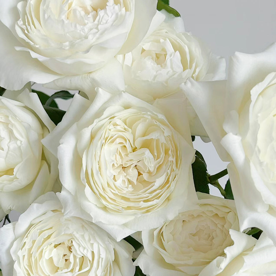 Japanese Garden Shrub Rose Inspired by Princess Miyuki