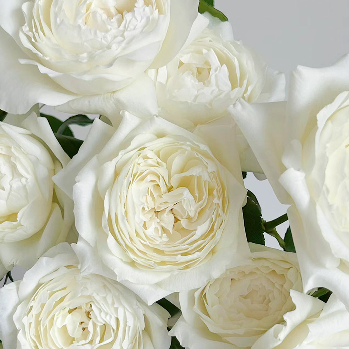 Japanese Garden Shrub Rose Inspired by Princess Miyuki
