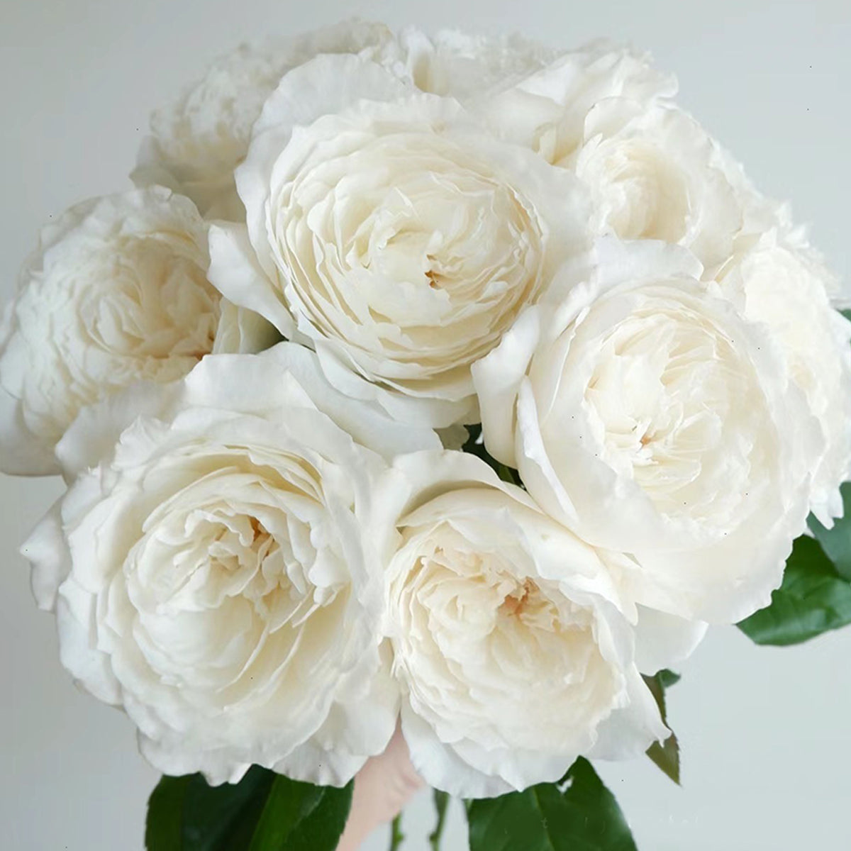 Japanese Garden Shrub Rose Inspired by Princess Miyuki