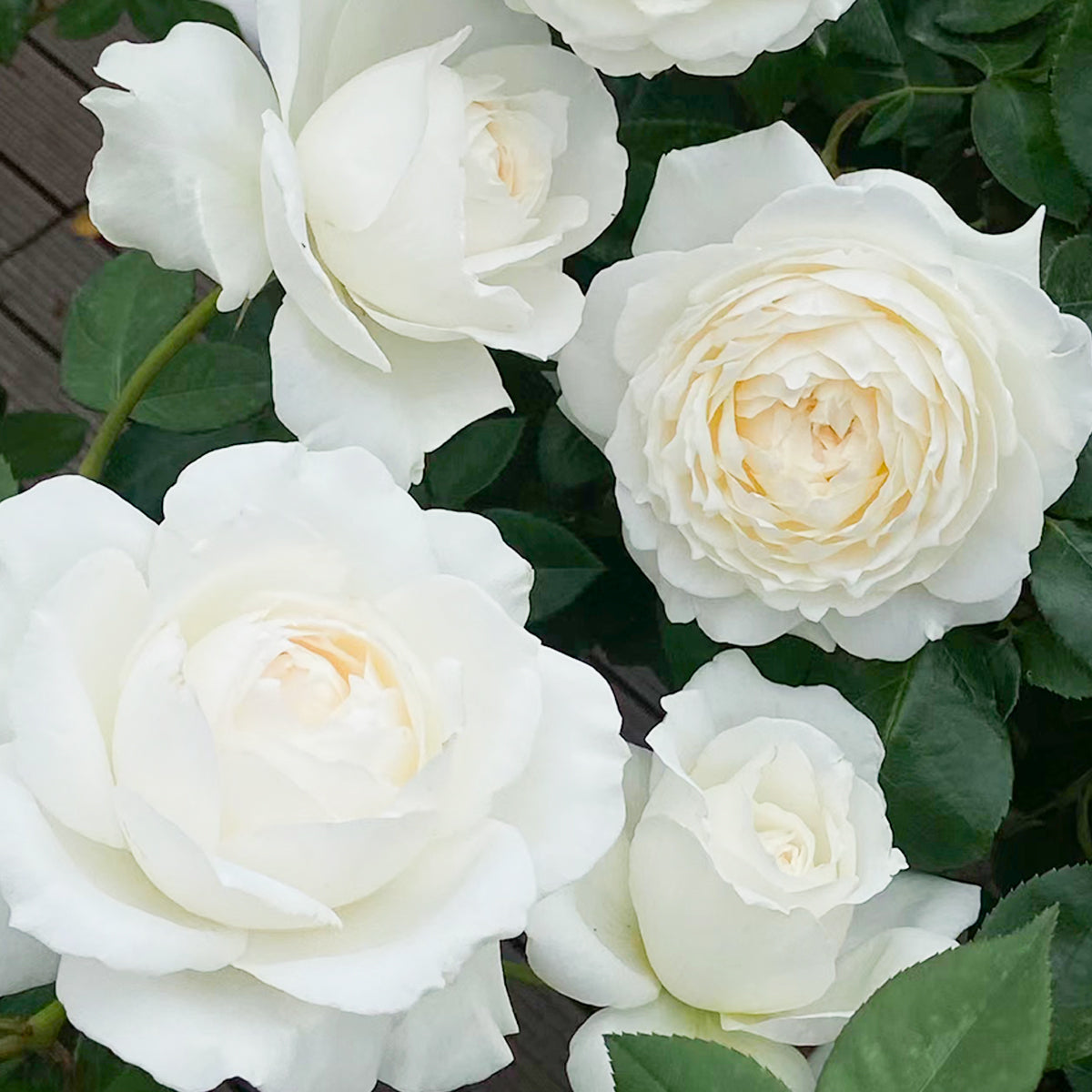 Japanese Garden Shrub Rose Inspired by Princess Miyuki