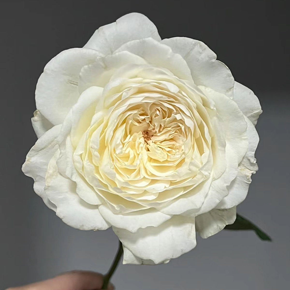 Japanese Garden Shrub Rose Inspired by Princess Miyuki