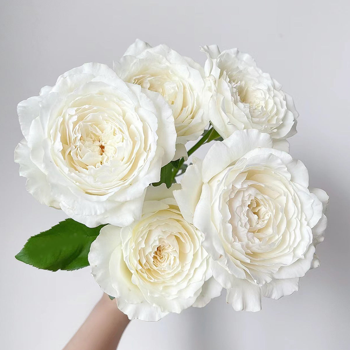 Japanese Garden Shrub Rose Inspired by Princess Miyuki