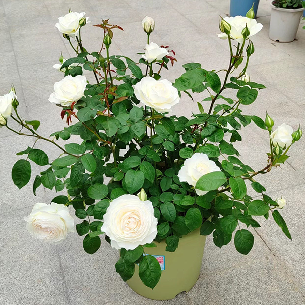 Japanese Garden Shrub Rose Inspired by Princess Miyuki