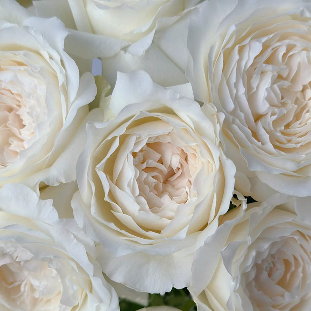 Japanese Garden Shrub Rose Inspired by Princess Miyuki