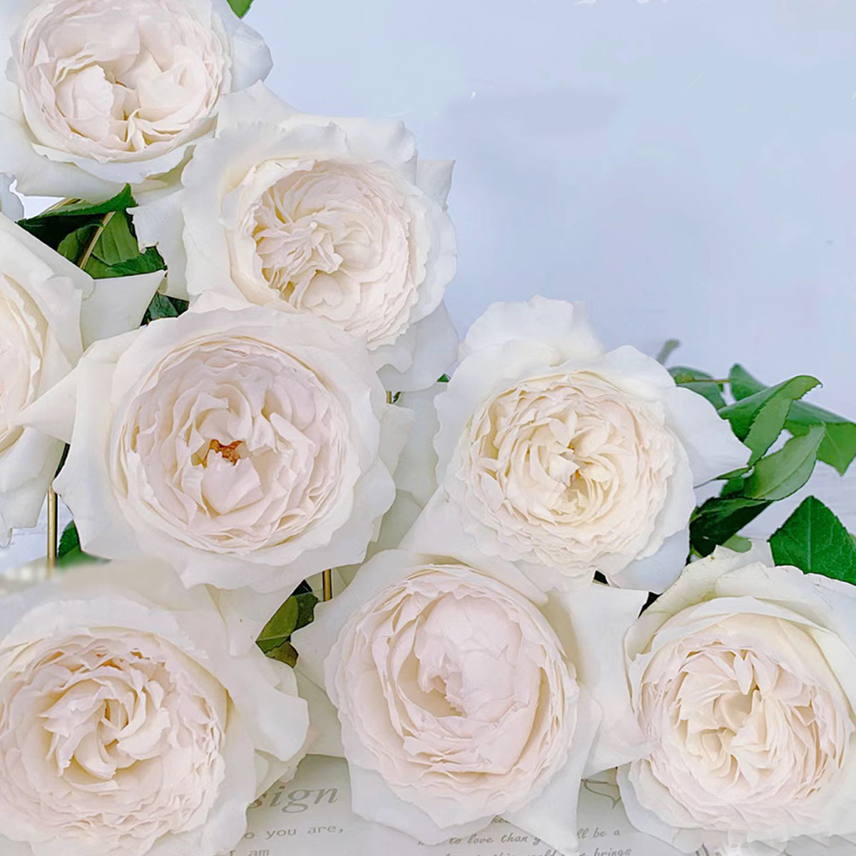 Japanese Garden Shrub Rose Inspired by Princess Miyuki