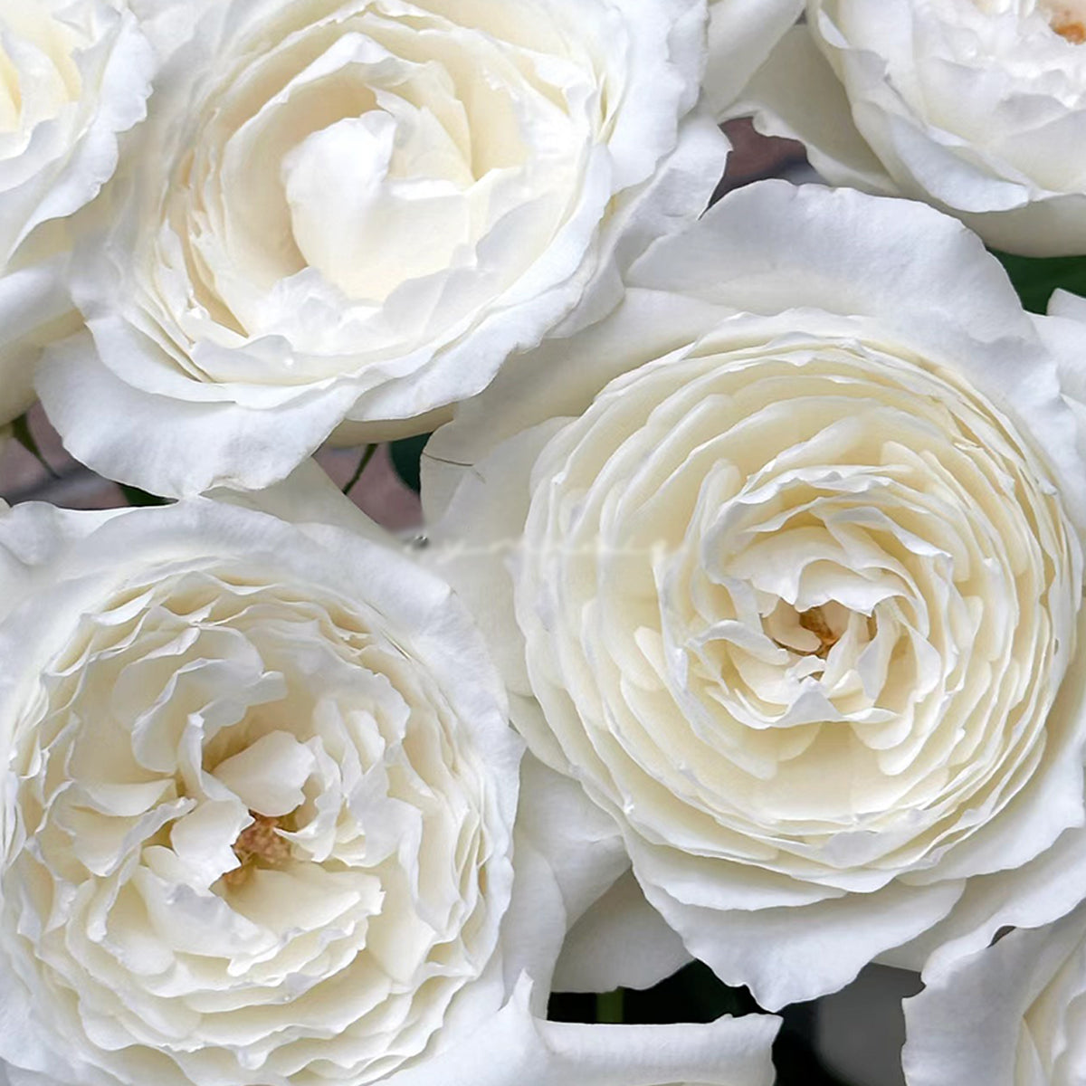 Japanese Garden Shrub Rose Inspired by Princess Miyuki