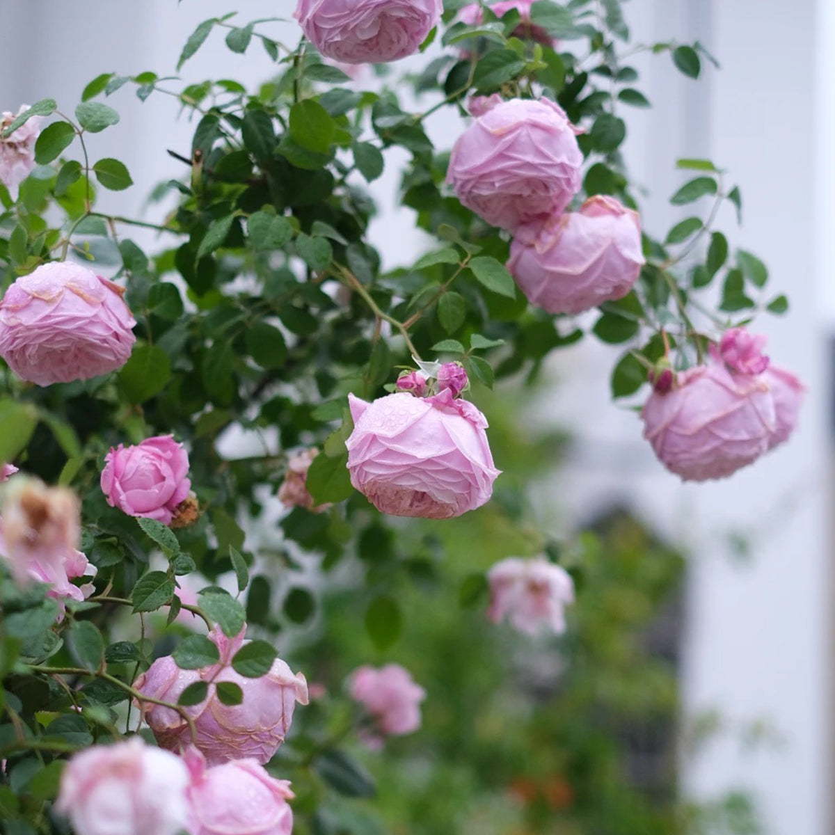 AUSbite English Garden Climbing Rose