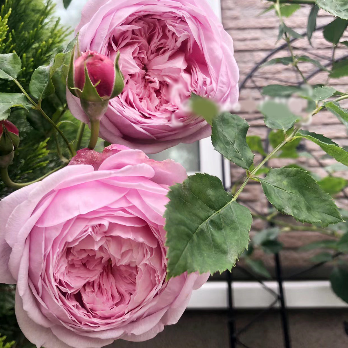 AUSbite English Garden Climbing Rose