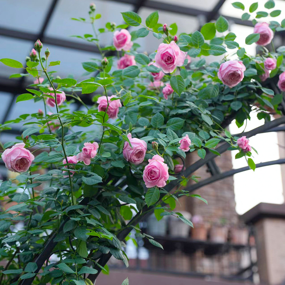 AUSbite English Garden Climbing Rose