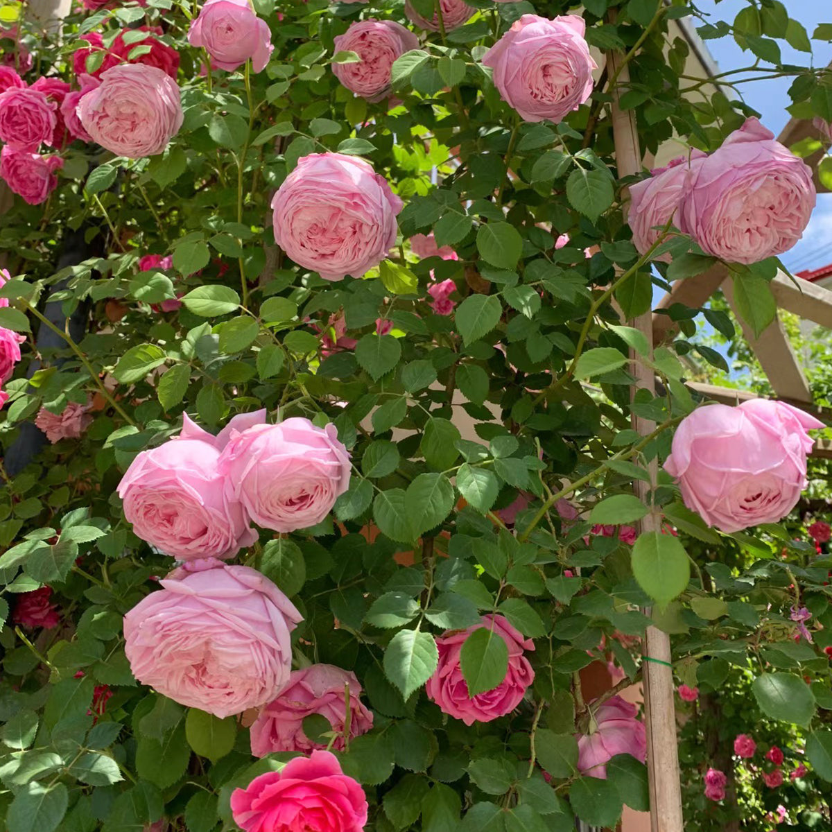AUSbite English Garden Climbing Rose