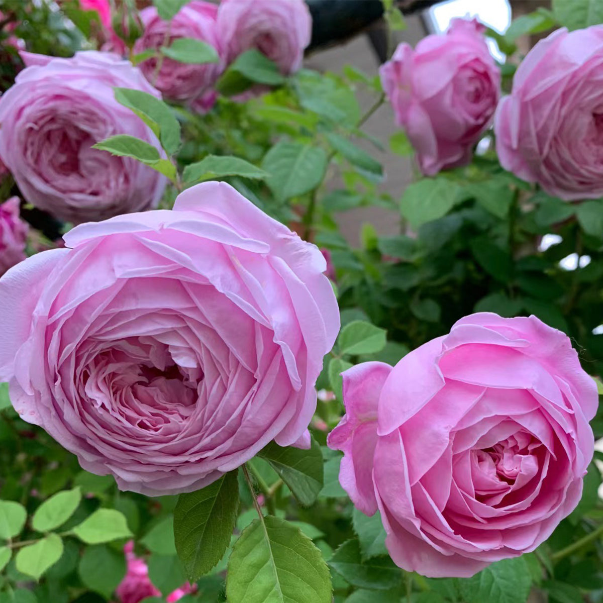 AUSbite English Garden Climbing Rose