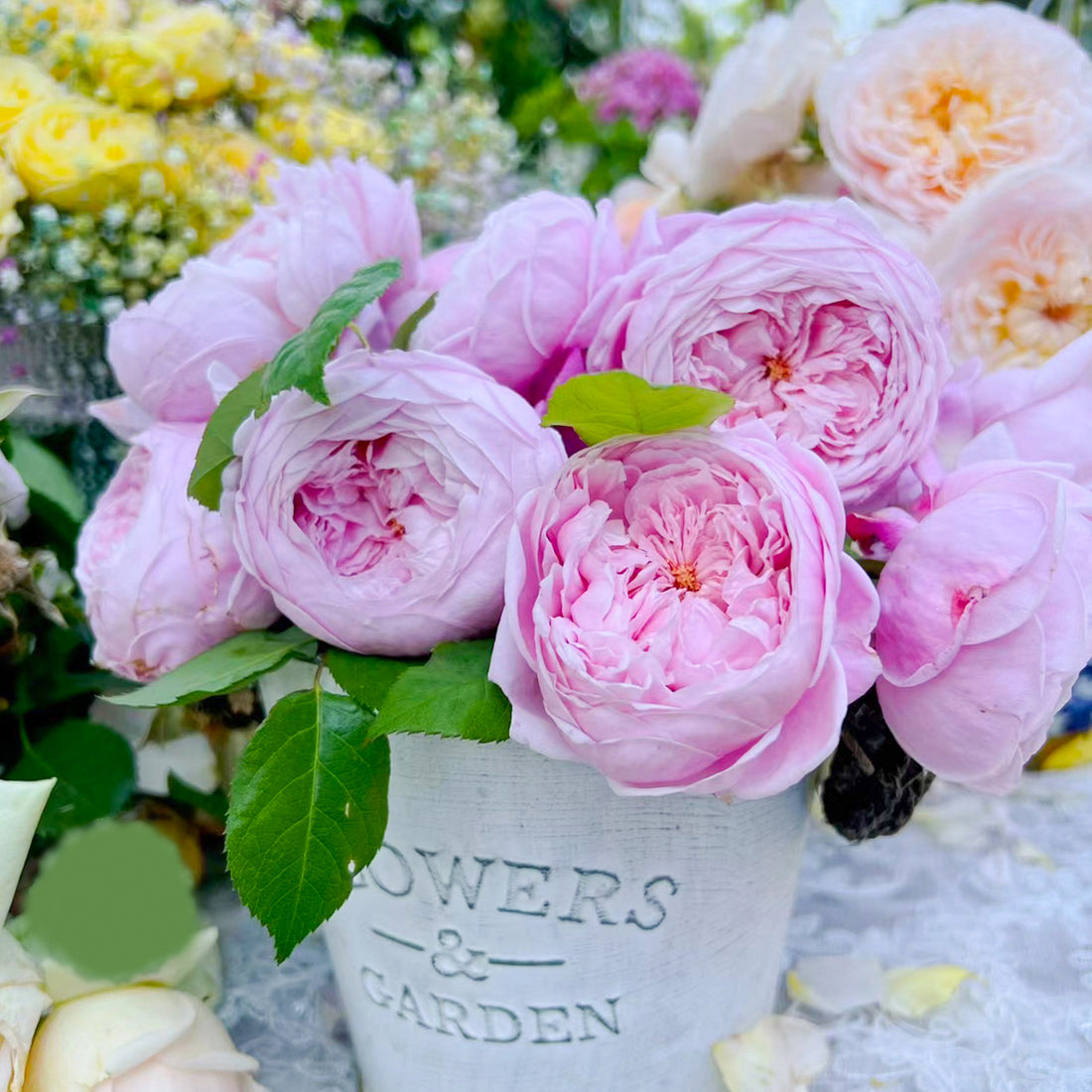AUSbite English Garden Climbing Rose