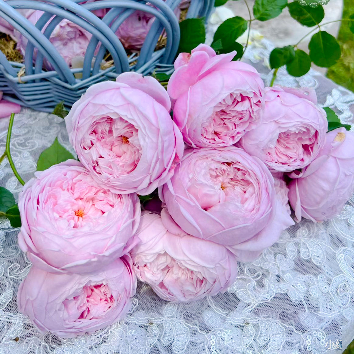 AUSbite English Garden Climbing Rose