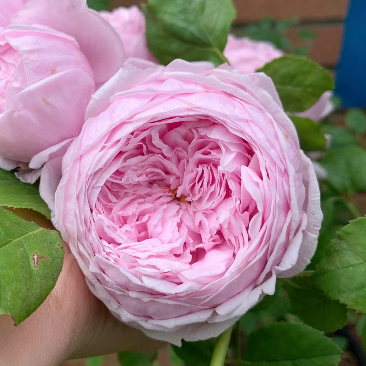 AUSbite English Garden Climbing Rose