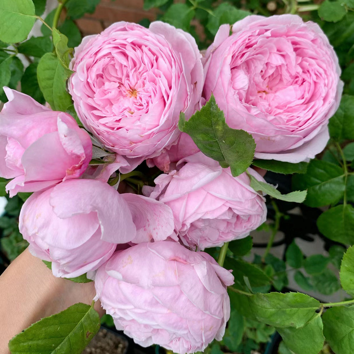 AUSbite English Garden Climbing Rose