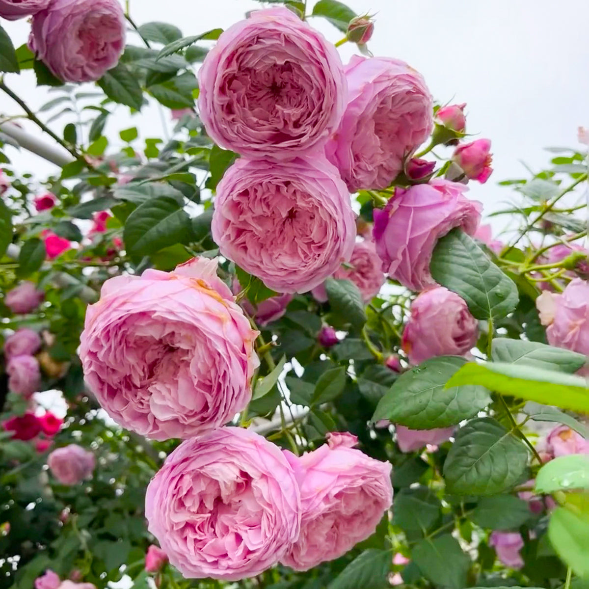 AUSbite English Garden Climbing Rose