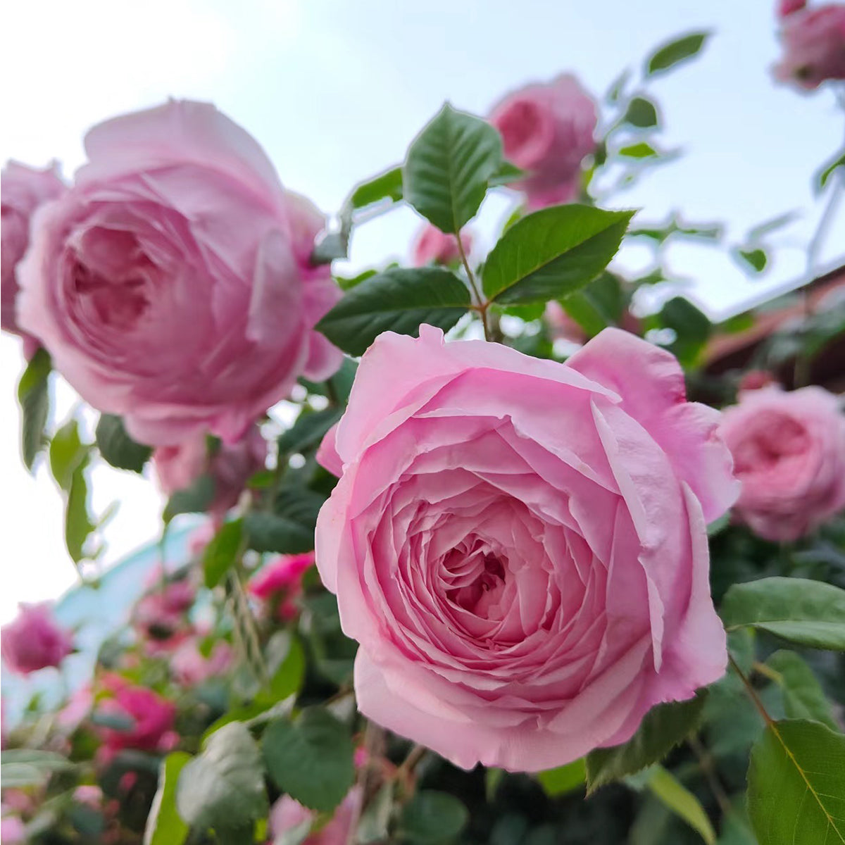 AUSbite English Garden Climbing Rose