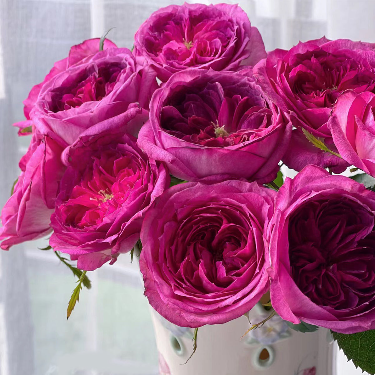 French Florist Shrub Rose Inspired by Thierry Marx