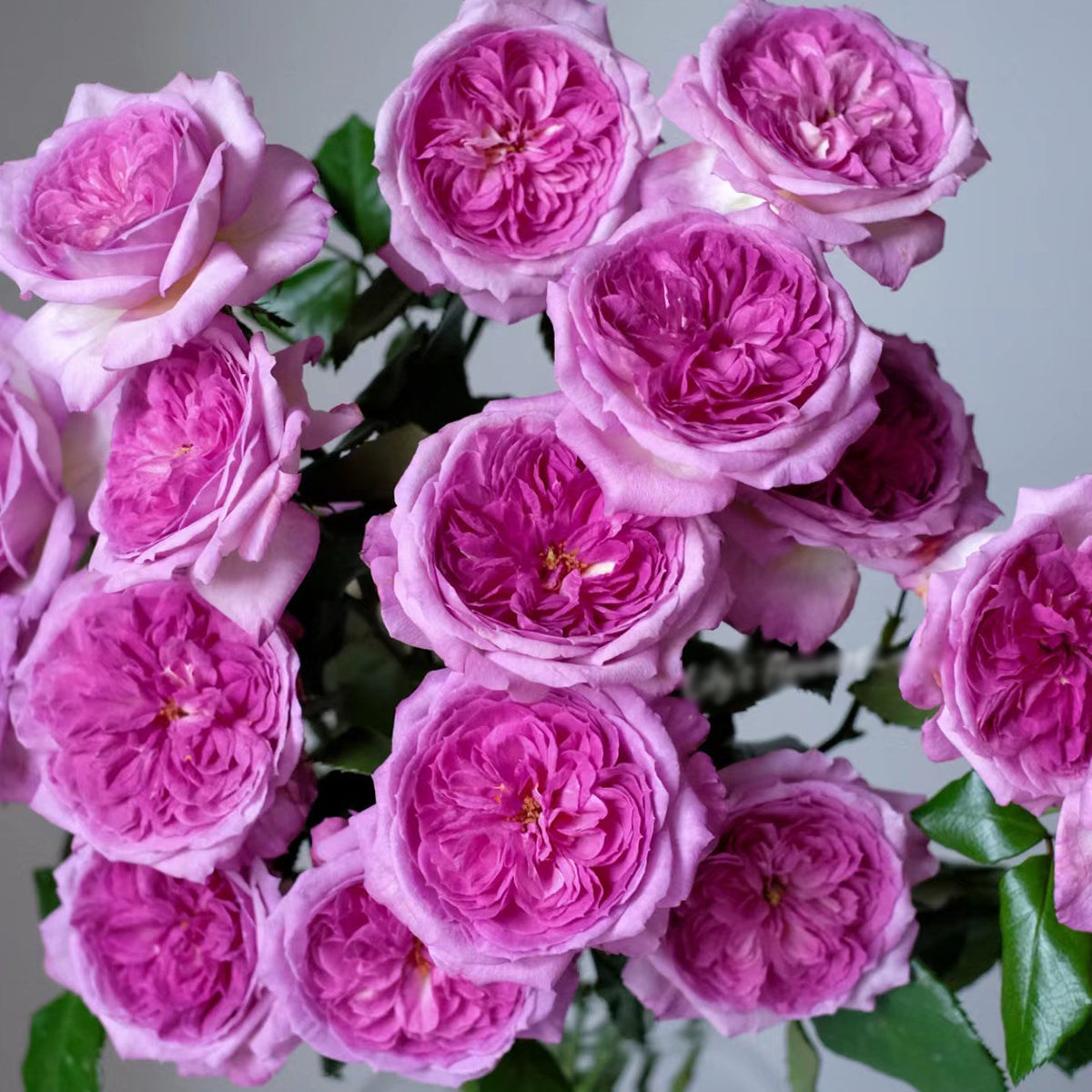 French Florist Shrub Rose Inspired by Thierry Marx