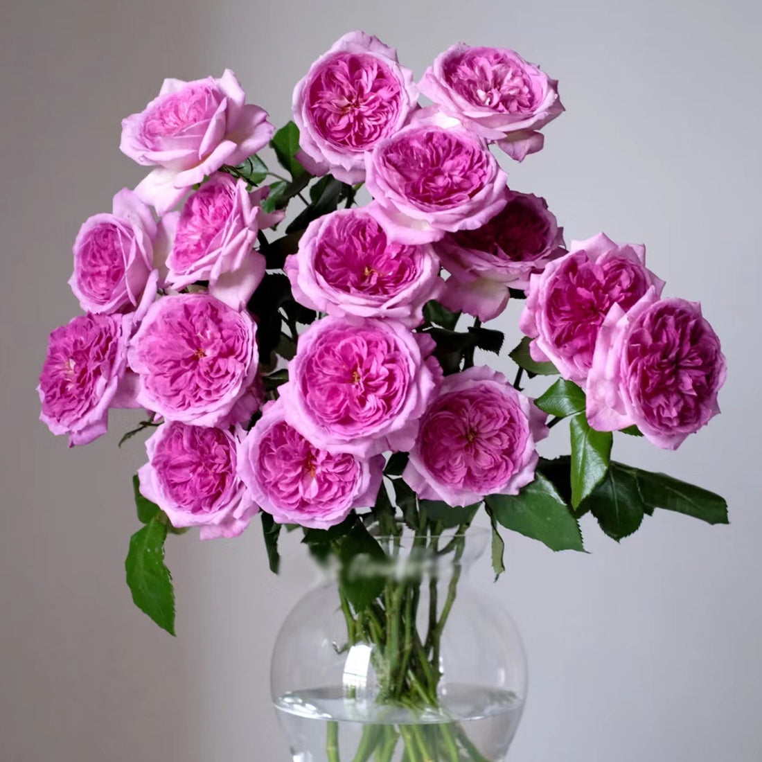 French Florist Shrub Rose Inspired by Thierry Marx