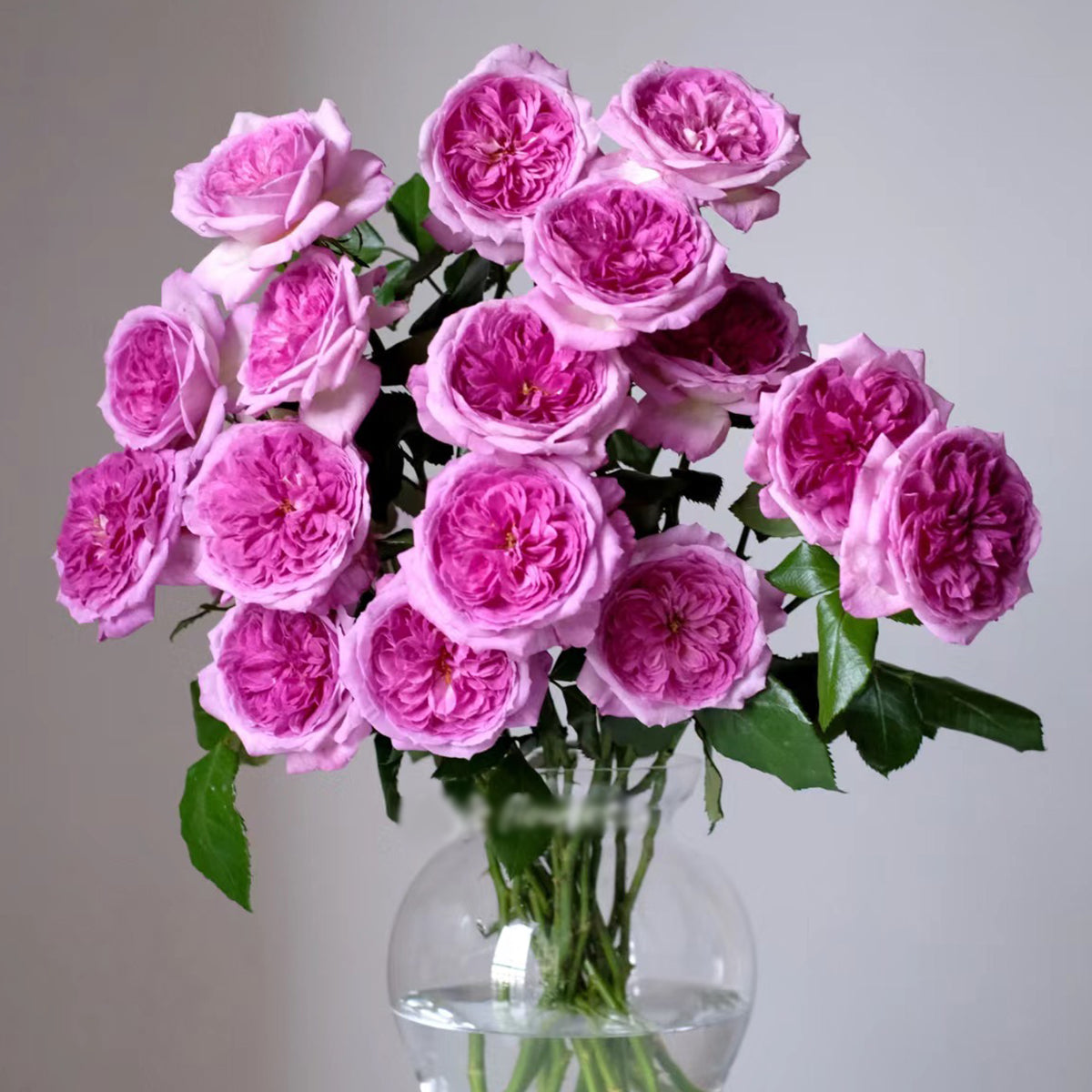 French Florist Shrub Rose Inspired by Thierry Marx