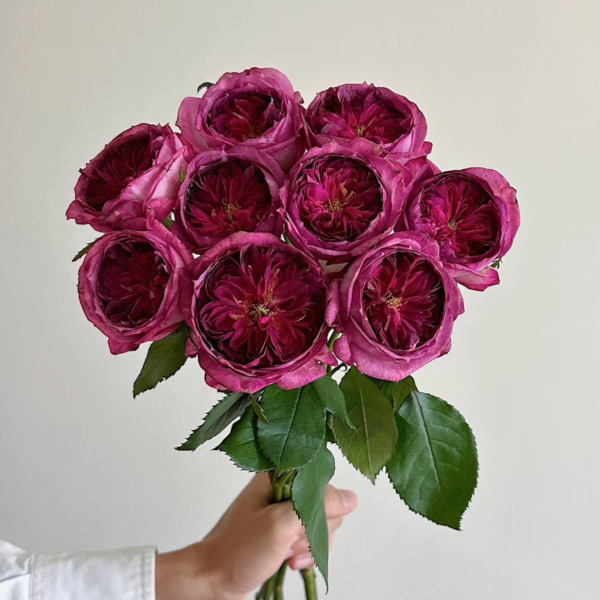 French Florist Shrub Rose Inspired by Thierry Marx