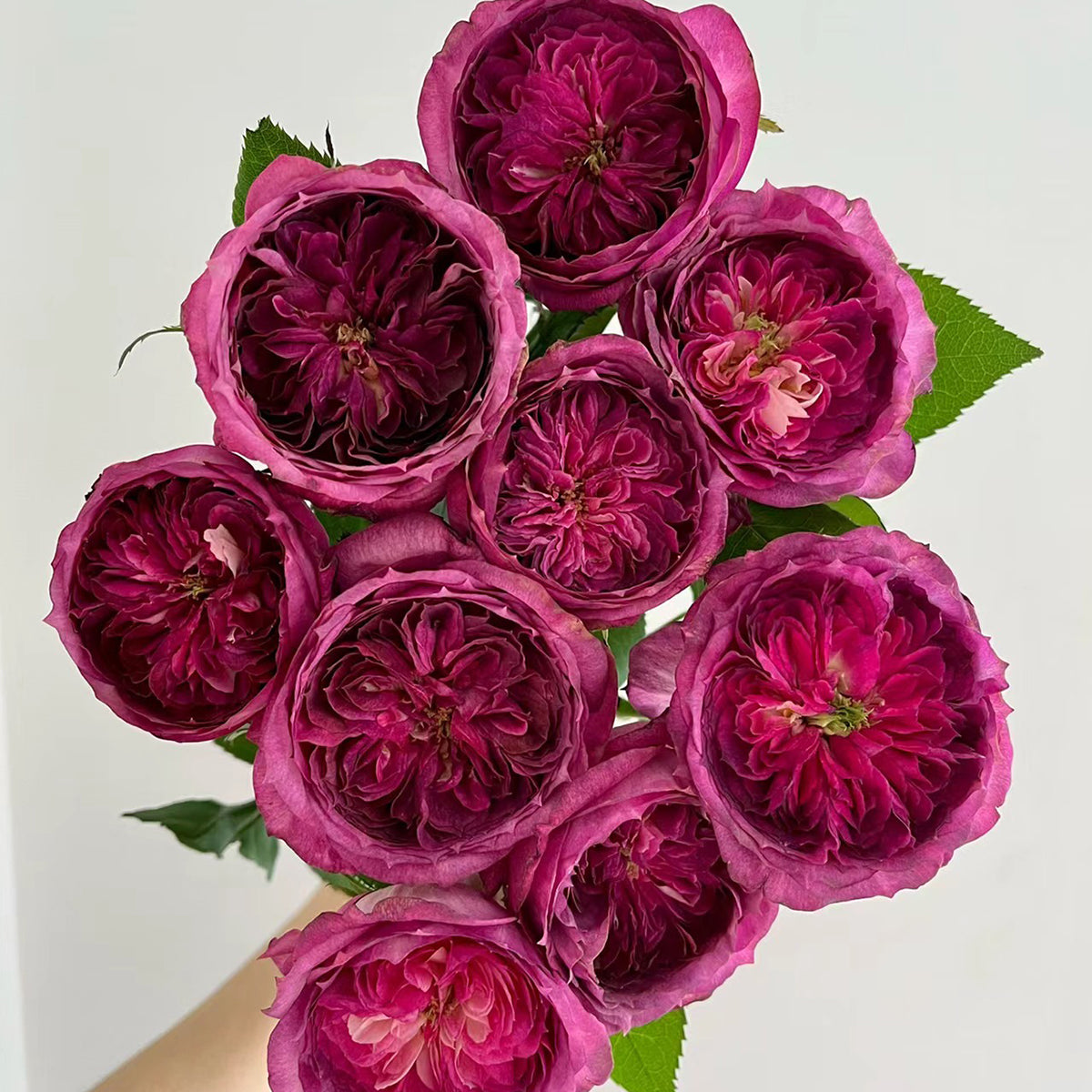 French Florist Shrub Rose Inspired by Thierry Marx
