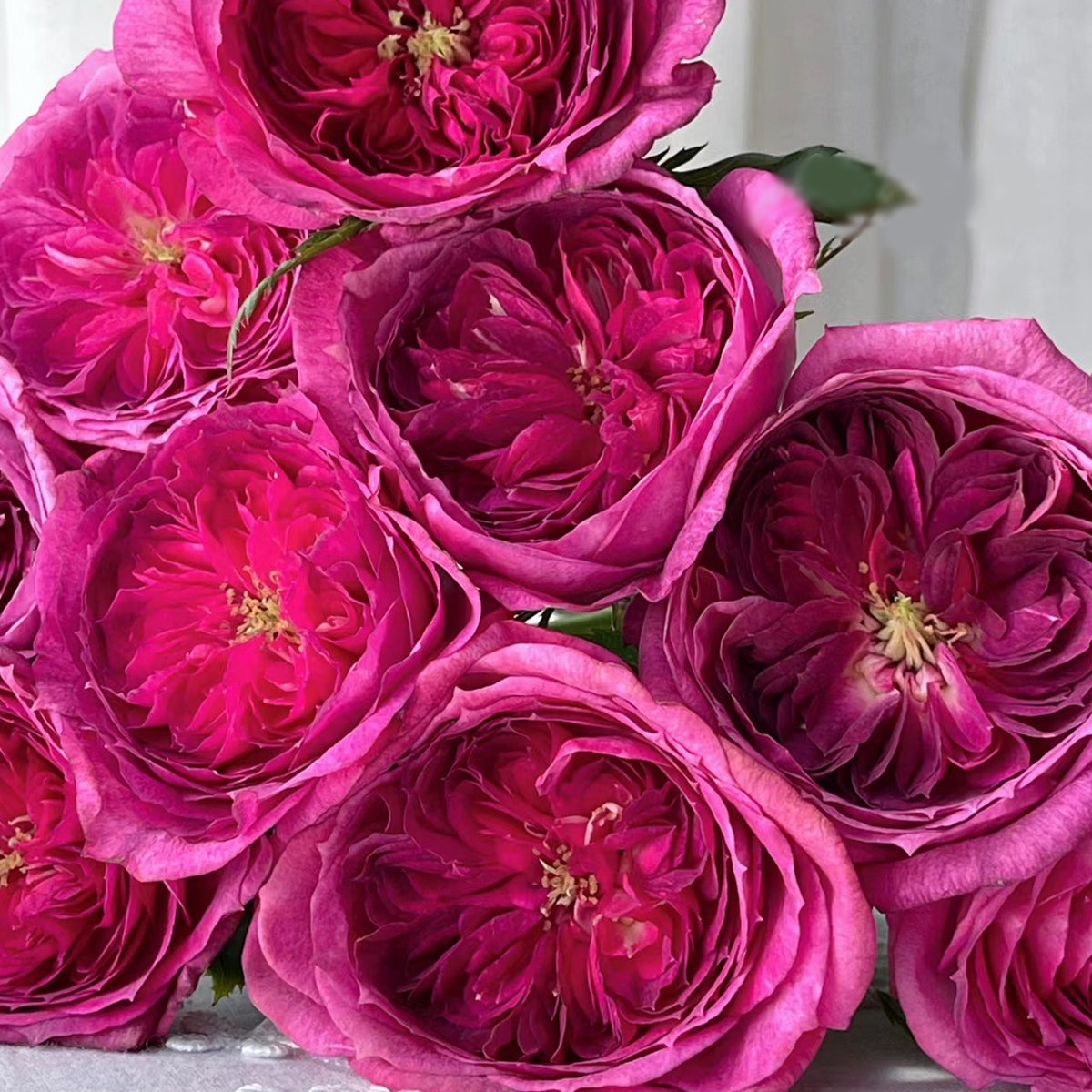 French Florist Shrub Rose Inspired by Thierry Marx