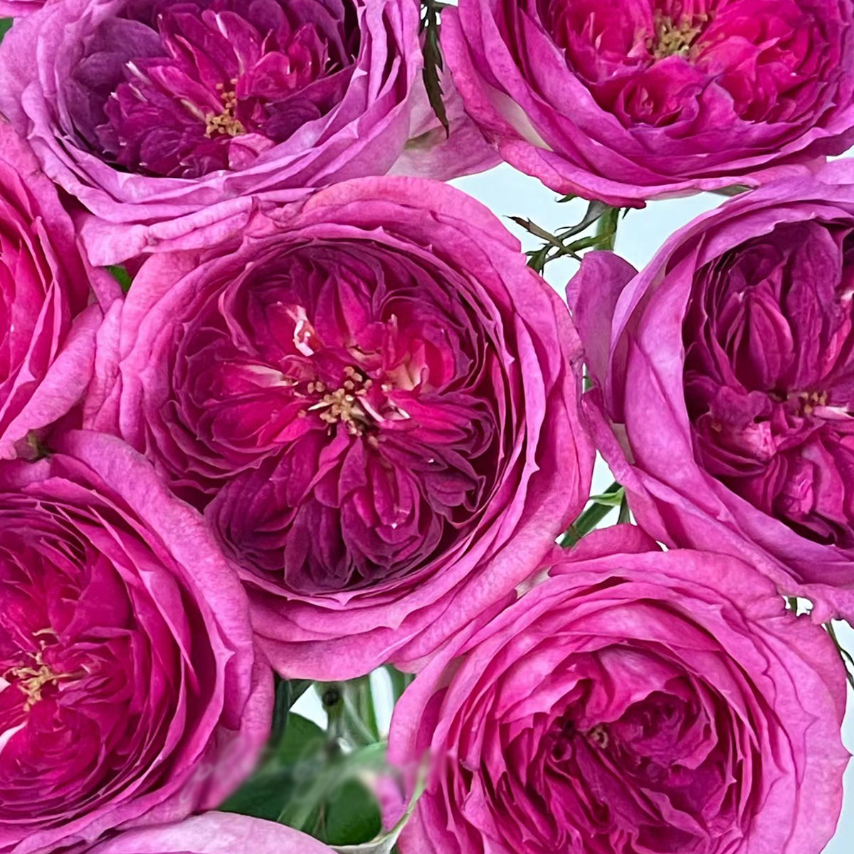French Florist Shrub Rose Inspired by Thierry Marx
