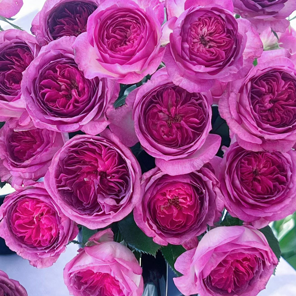 French Florist Shrub Rose Inspired by Thierry Marx