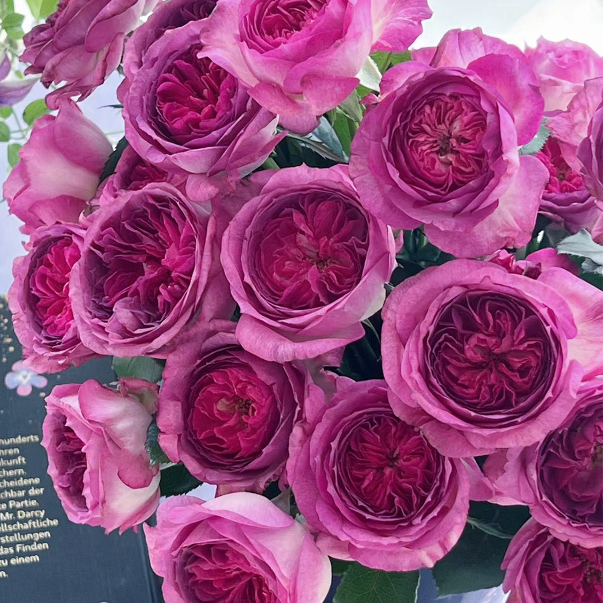 French Florist Shrub Rose Inspired by Thierry Marx