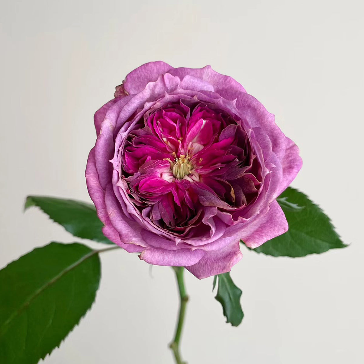 French Florist Shrub Rose Inspired by Thierry Marx
