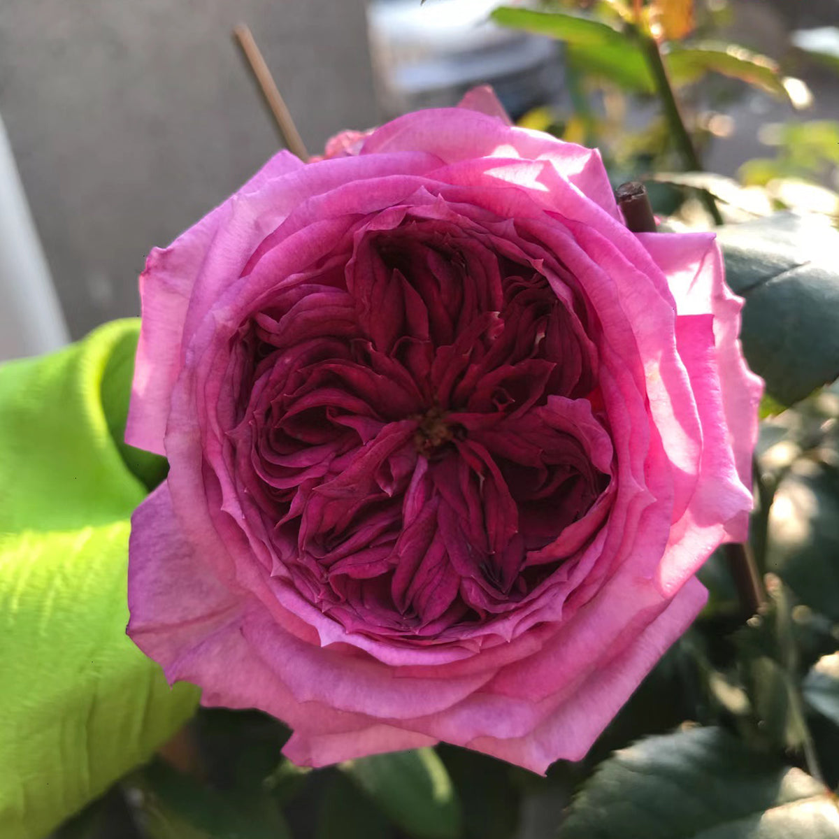 French Florist Shrub Rose Inspired by Thierry Marx