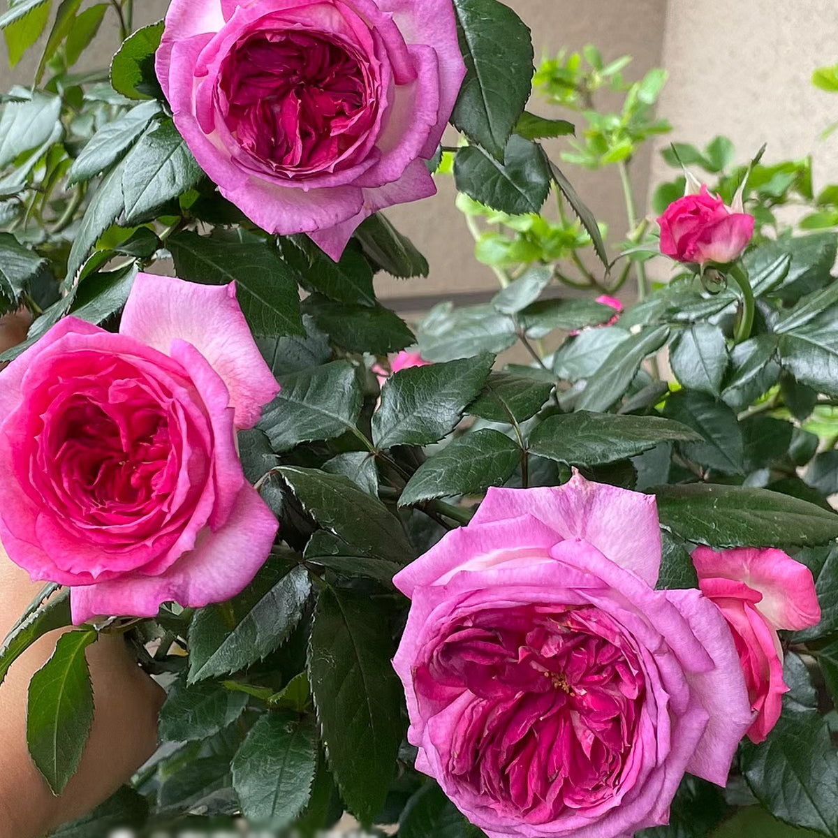 French Florist Shrub Rose Inspired by Thierry Marx