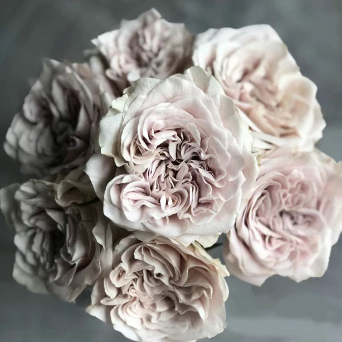 Dutch Florist Shrub Rose Inspired by Westminster Abbey