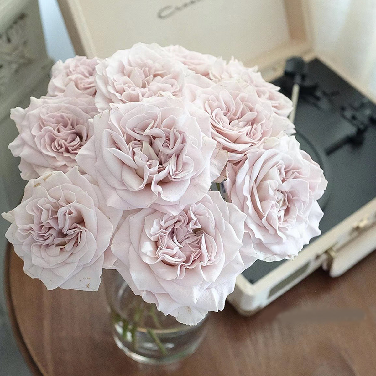 Dutch Florist Shrub Rose Inspired by Westminster Abbey