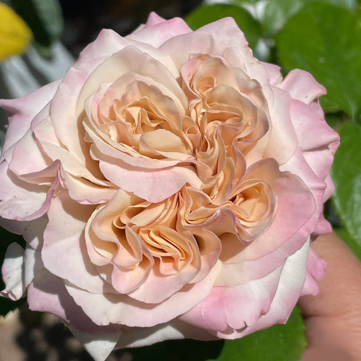 Dutch Florist Shrub Rose Inspired by Westminster Abbey
