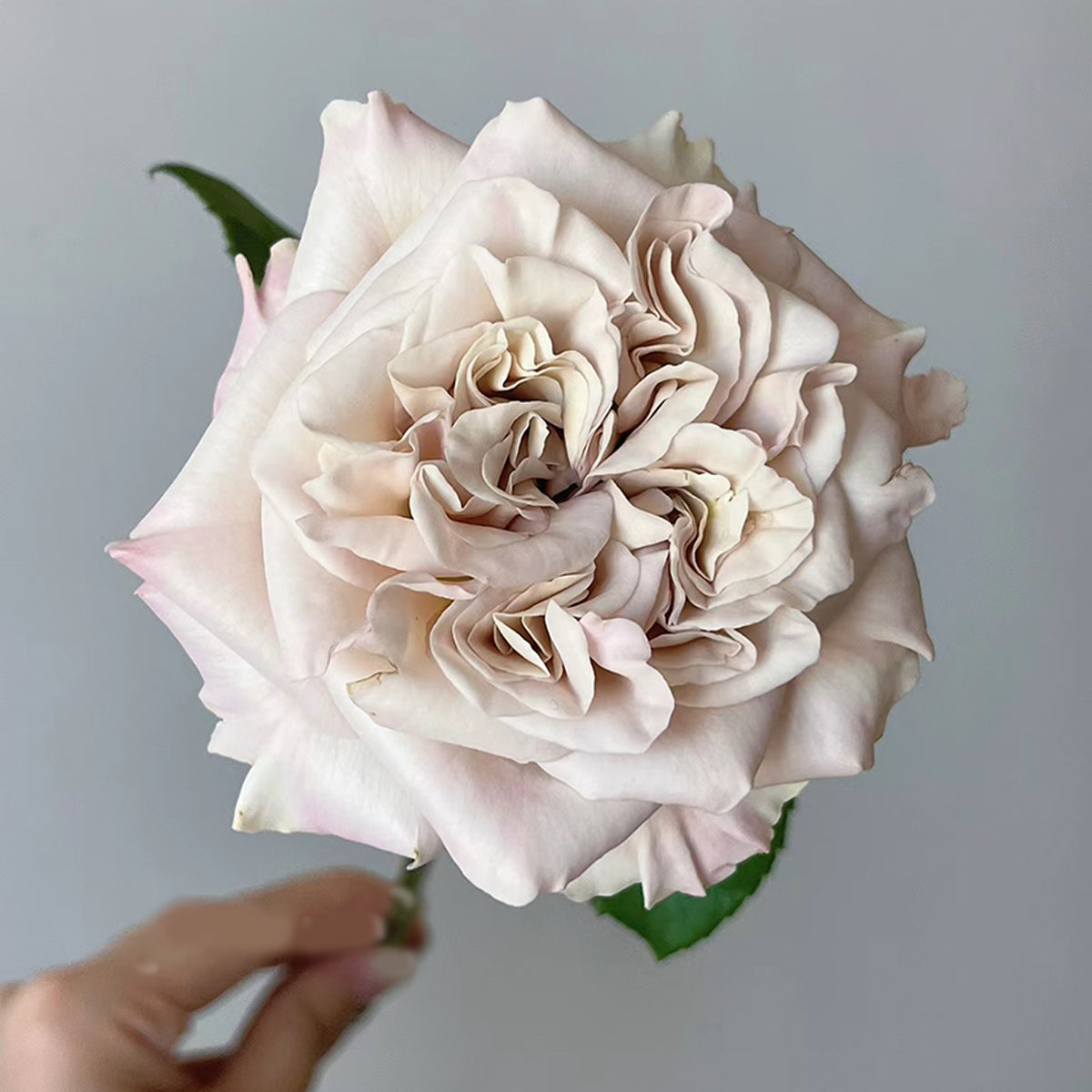 Dutch Florist Shrub Rose Inspired by Westminster Abbey