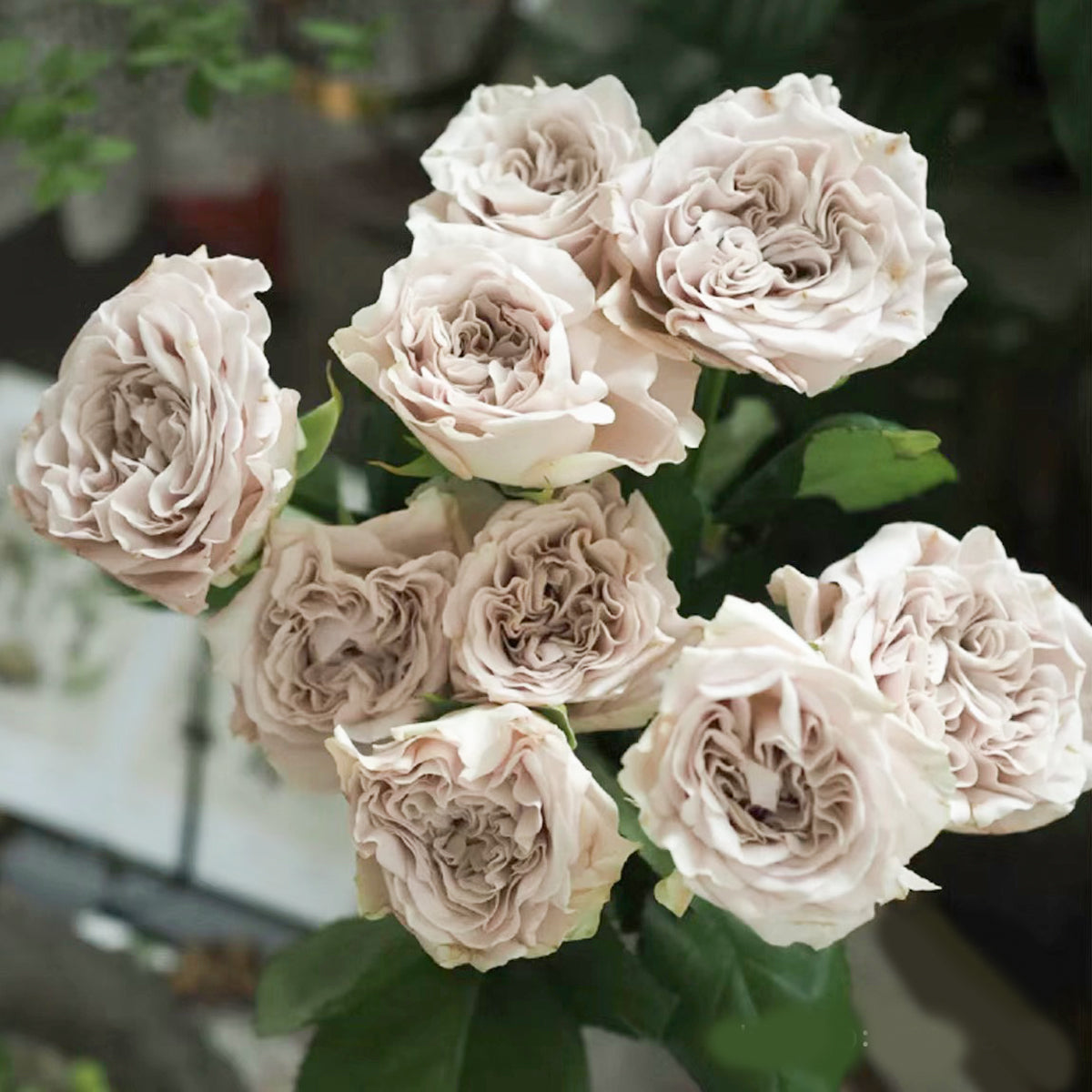 Dutch Florist Shrub Rose Inspired by Westminster Abbey