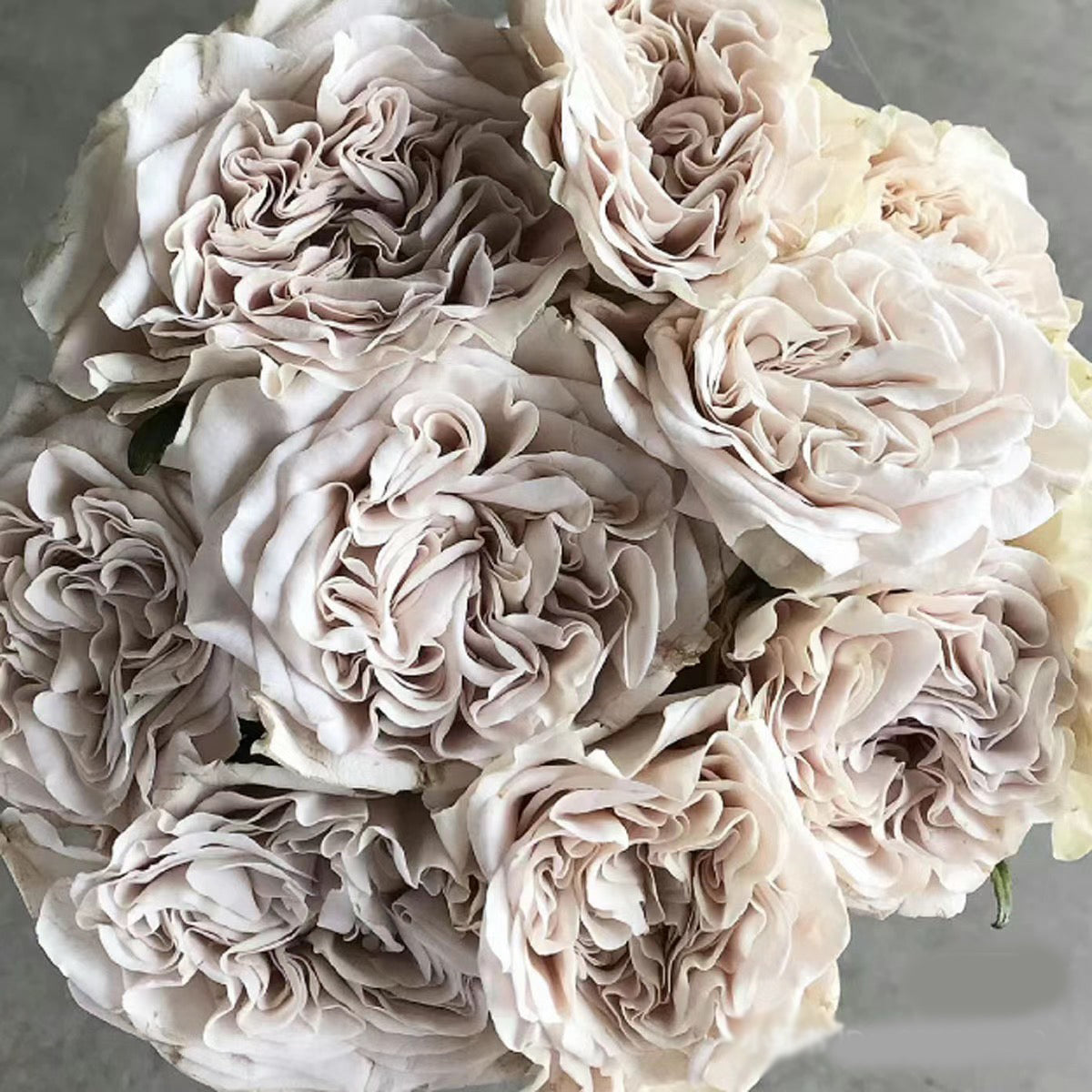 Dutch Florist Shrub Rose Inspired by Westminster Abbey