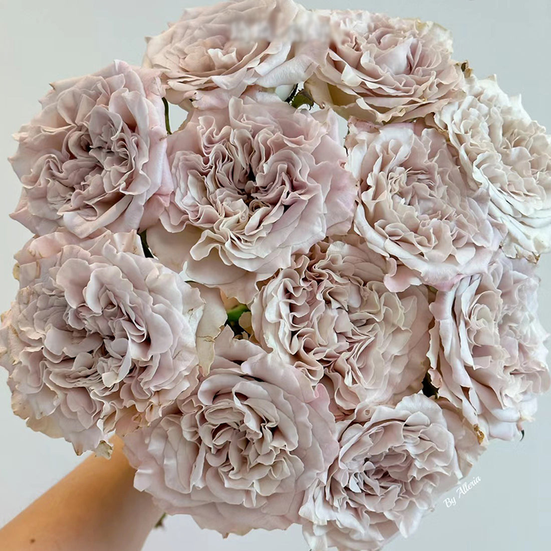 Dutch Florist Shrub Rose Inspired by Westminster Abbey